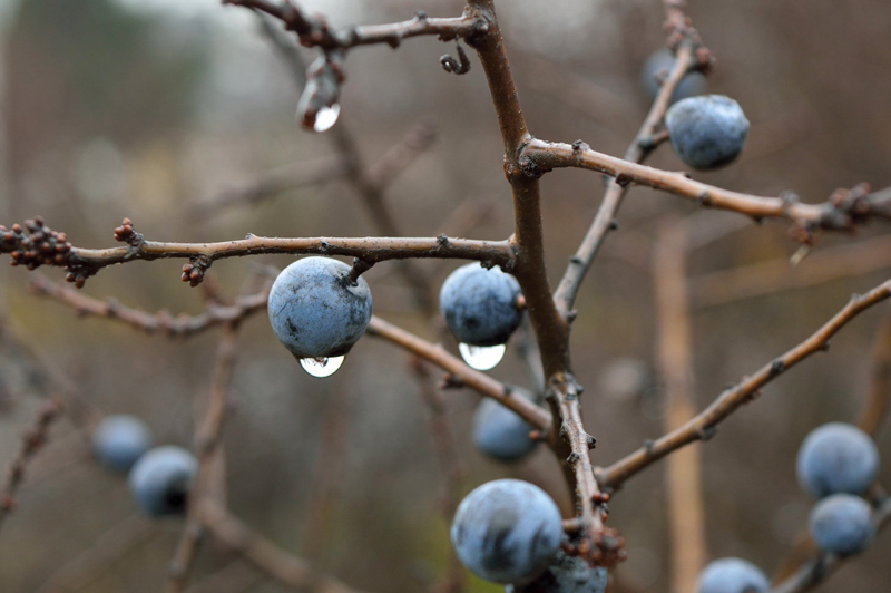 Prunelles